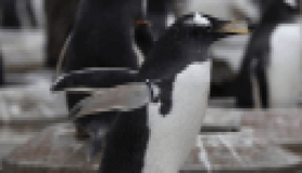 Penguen toplu konut projesi