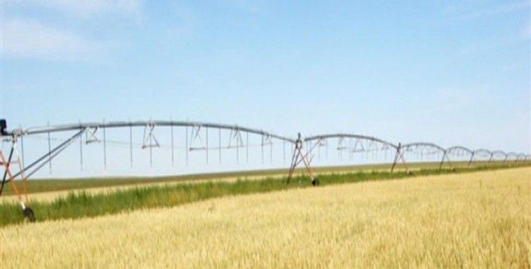 Çiftçilere 5 bin ton buğday tohumu verilecek