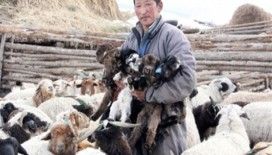 Hayvan sahiplerinden 40 milyar MNT kredi talebi geldi