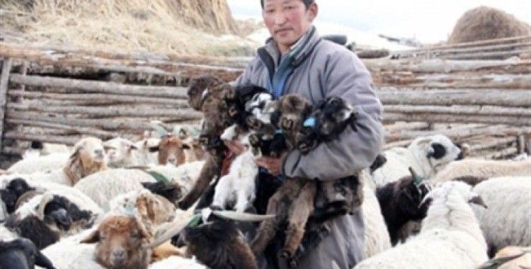 Hayvan sahiplerinden 40 milyar MNT kredi talebi geldi