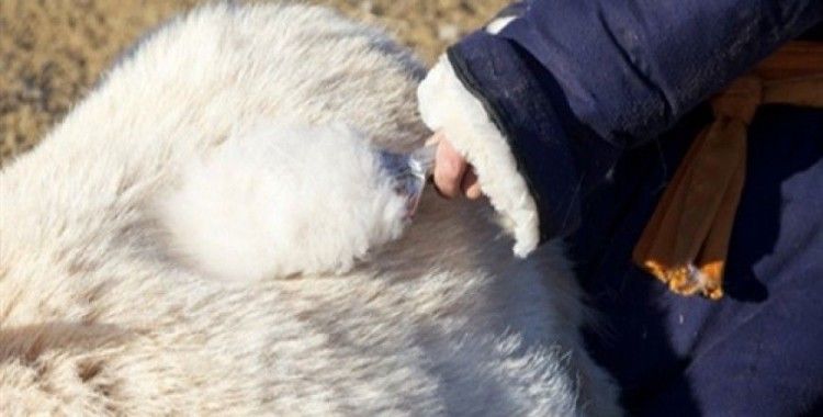 Kaşmir fiyatları geçen yıla göre yüzde 10-12 oranda arttı