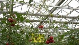 Serada sebze yetiştiriciliği 6000 tona ulaşacak