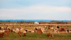 Hayvan sayısı tarihinde ilk kez 73 milyona ulaştı