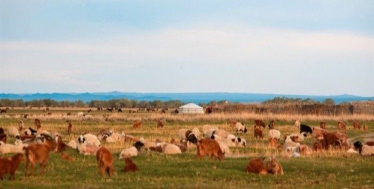 Hayvan sayısı tarihinde ilk kez 73 milyona ulaştı