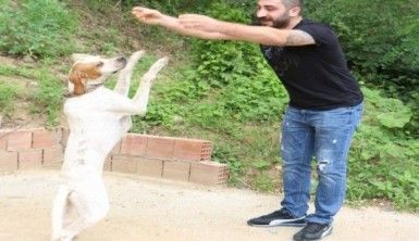 Bu köpek kolbastı oynuyor