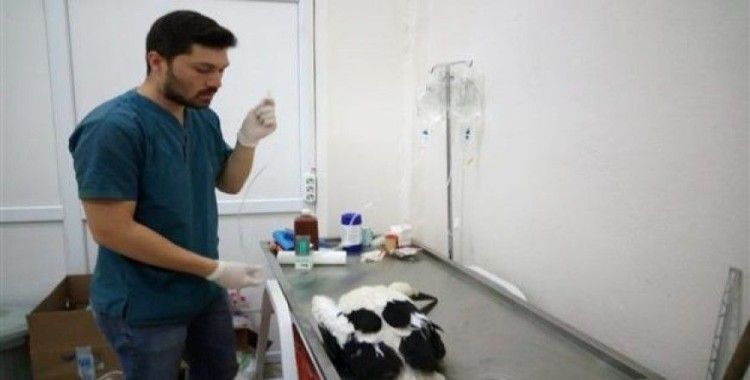 Yemeğe çalıştığı yılan, yavru leyleğin boğazında kaldı