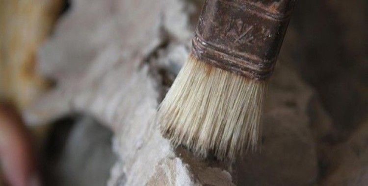 Kambriyen öncesi döneme ait iki canlı türü fosili bulundu