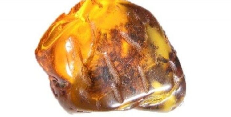 99 milyon yıllık yılan yavrusu fosili bulundu