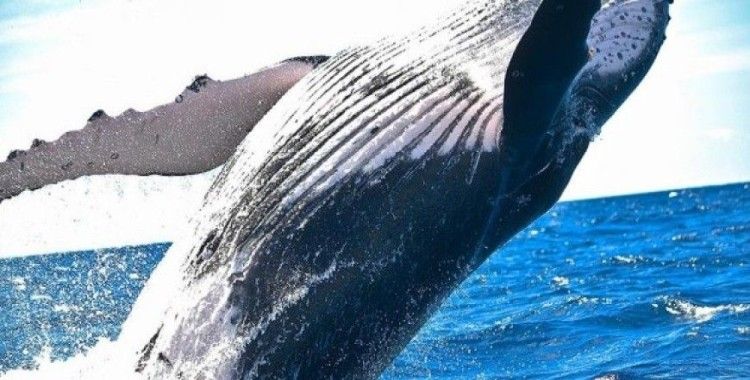 Katil balinaların karakterleri insanlar ve şempanzelerle benzer