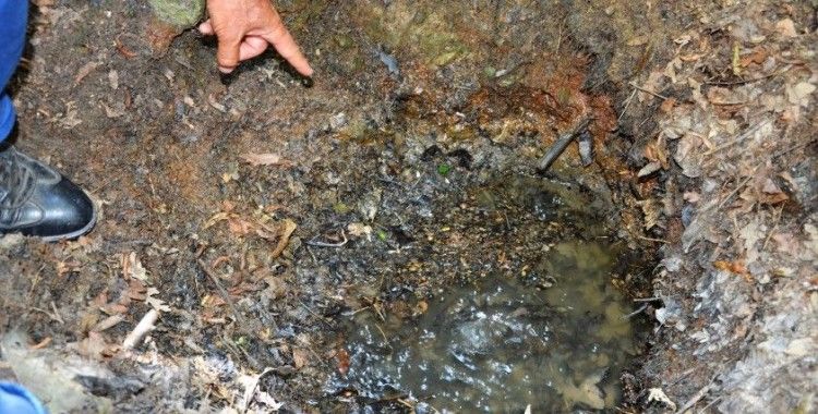 Esrarengiz su gözesine yaklaşan kuşlar ölüyor