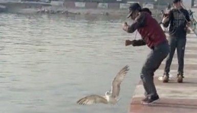 Oltasına takılan martıyı böyle kurtardı