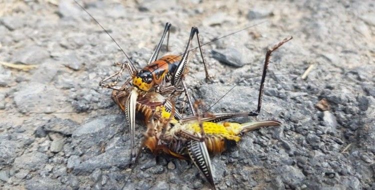 Etçil çekirge görenleri şaşırttı