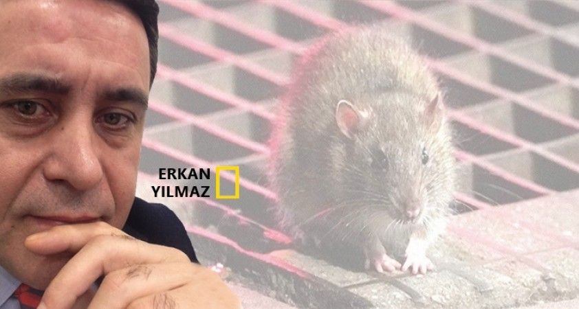 Çavuş Fare..