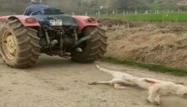Bursa'da av tüfeği ile vurduğu köpeği traktörüyle sürükledi