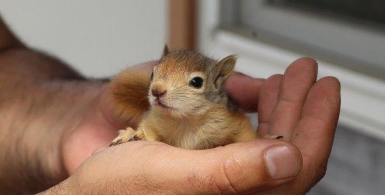 Tedavileri tamamlanan sincaplar doğaya bırakıldı