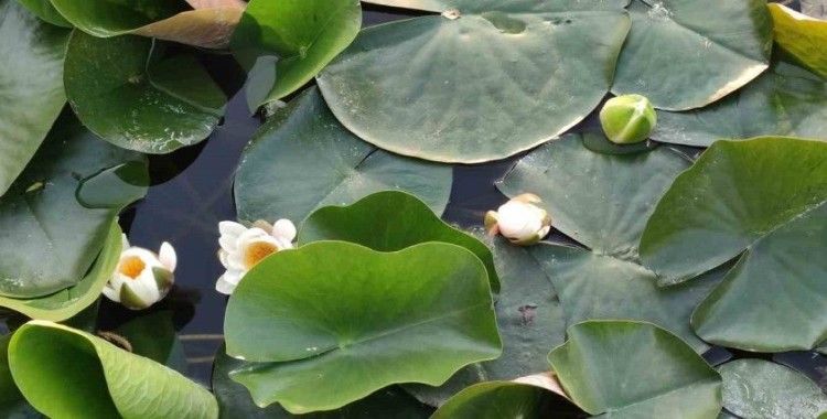 Nilüferler Süleymanlı Yayla Gölünün güzelliğine güzellik kattı