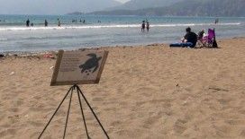 Caretta yuva sayısı 600'e ulaştı