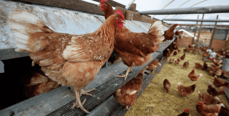 Bilim insanları, asırlardır süregelen sorunun cevabını buldu: Tavuk mu yumurtadan çıkar, yumurta mı tavuktan çıkar?