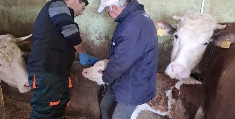 Elazığ’da aşı ve küpeleme çalışması