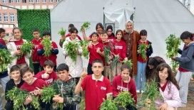 Erzincan’da öğrenciler sebze hasadına başladı
