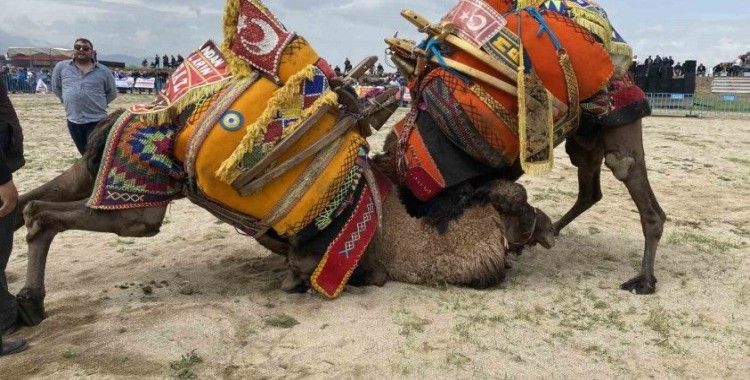 Alaşehir’de ilk kez deve güreşleri düzenlendi