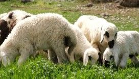 Kuzu ve oğlak desteklerinde ikinci başvuru dönemi başladı
