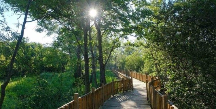 Sakarya’nın misafirleri 9 günlük tatilde Acarlar Longozu’na akın etti