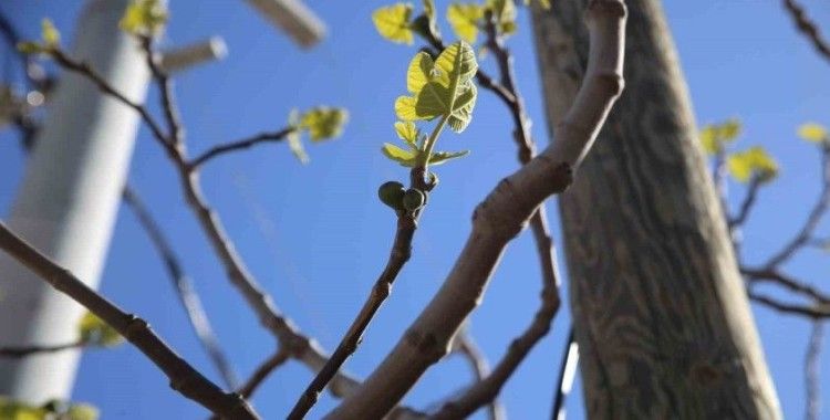 İhracatçılar "zirai don" nedeniyle karamsar değil