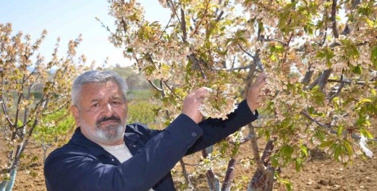 (ÖZEL) Türkiye’nin en ’Erkenci’ kirazını da don vurdu
