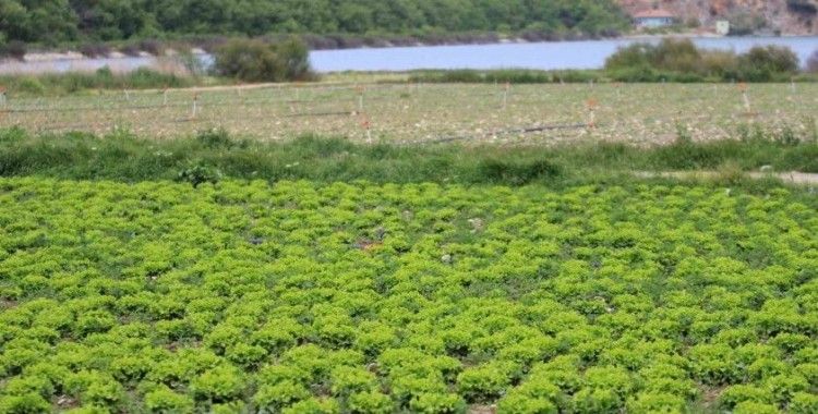 Bursa’da göl havzasındaki "yasa dışı" tarıma ilişkin DSİ’den açıklama