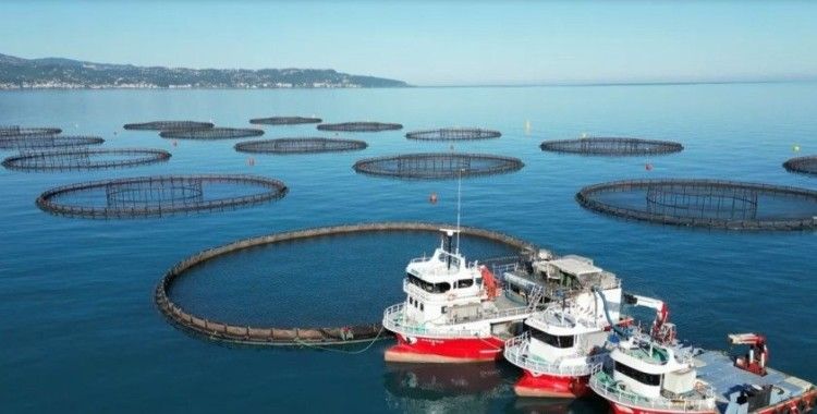 Doğu Karadeniz’de somon hasadı başladı