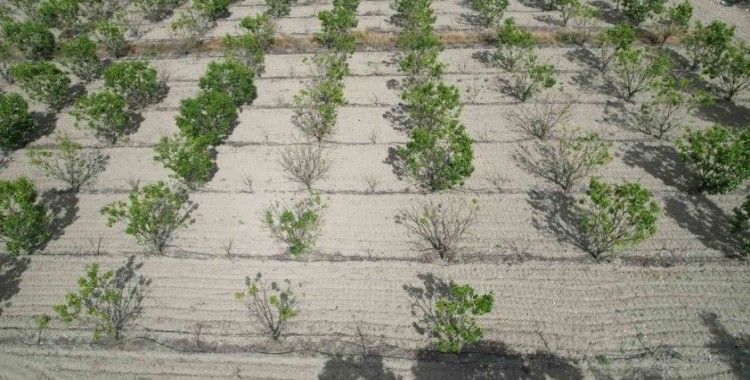 Sigorta yaptırmayan cennet hurması üreticisi yardım eli bekliyor
