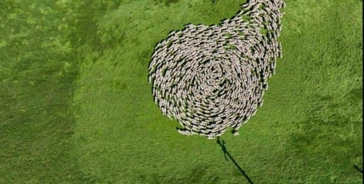 Bursa meralarında binlerce koyundan görsel şölen...
