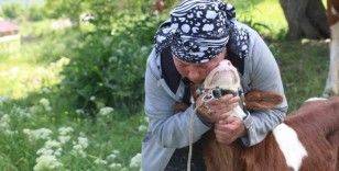 Gürcistanlı Nino, Erzincan çiftçiliğine renk katıyor
