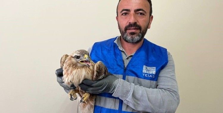 Niğde’de bitkin halde bulunan kızıl şahin koruma altına alındı