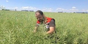 Muratlı’da kanola tarlalarında güve tehlikesi
