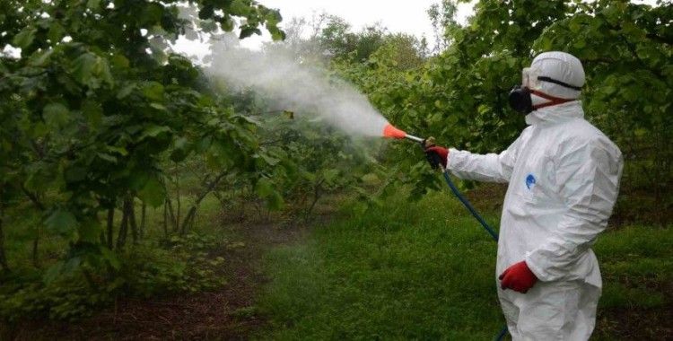 Fındıkta külleme hastalığına karşı mücadele başladı