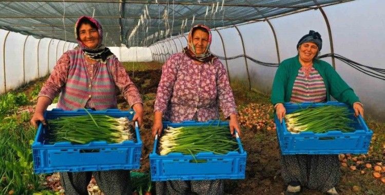 Çiftçilere yüzde 50 hibeli sera desteği