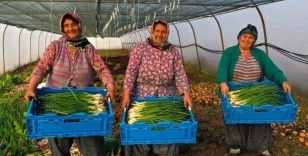 Çiftçilere yüzde 50 hibeli sera desteği
