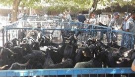 Büyükşehir modern mezbahaları ile Kurban Bayramı’na hazır
