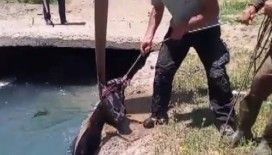 3 gündür kayıp olan at, sulama kanalında bulundu
