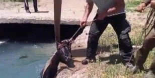 3 gündür kayıp olan at, sulama kanalında bulundu
