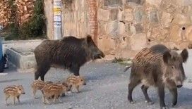 Kuşadası Kaymakamlığı’ndan yaban domuzu uyarısı: "Evcil hayvan gibi beslenmesi yasaklandı"
