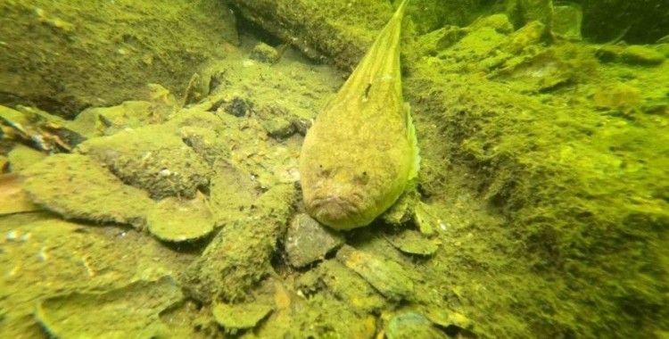 Gemlik’in dip temizliği büyükşehirden
