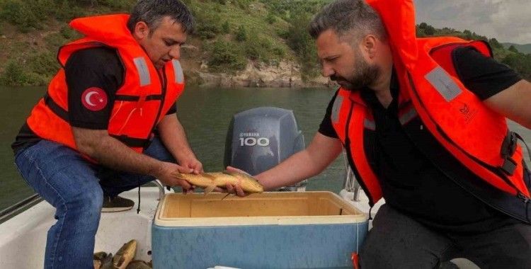 Kars’ta sazan balıklarının üreme dönemleri araştırılıyor