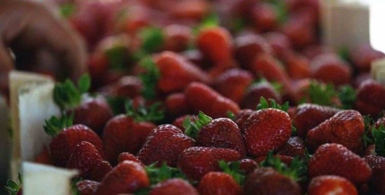 Alternatif tarımın meyvesi çileğin ilk hasadı başladı