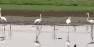 280 türden fazla kuşa ev sahipliği yapan Diyarbakır’da uzun yıllar sonra flamingo görüldü
