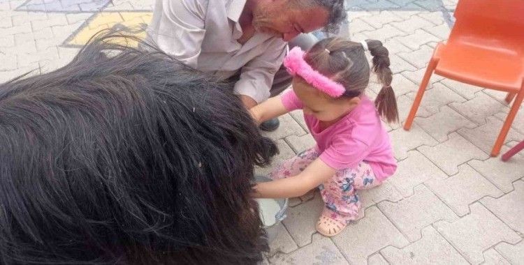 Şırnak’ta öğrencilere keçi sağımı uygulamalı olarak gösterildi