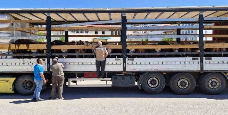 Bayburt’ta kurban sevki denetimleri sürüyor