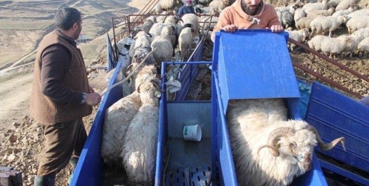 Bayburt’ta küçükbaş hayvanlar mobil koyun yıkama makineleriyle yıkanarak ilaçlanıyor
